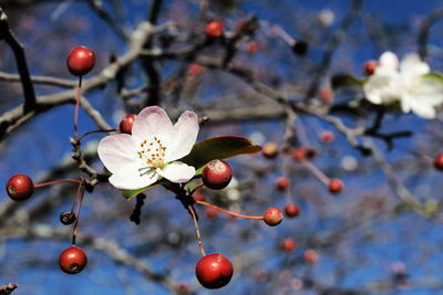 Close-up of apple blossoms in spring