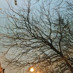 Low angle view of bare tree against sky