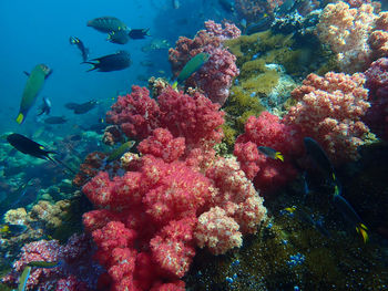 View of fish swimming in sea