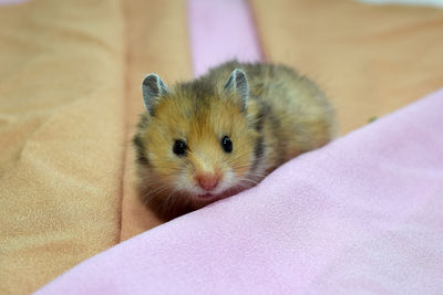 Hamster is a cute animal that is easy and suitable for anyone to care for