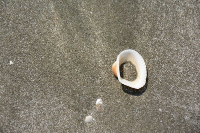 High angle view of seashell on sand