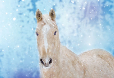 Portrait of horse during winter