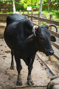 Black cow at the ranch.