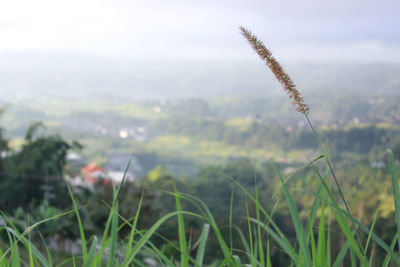 Close-up of stalks in field against sky