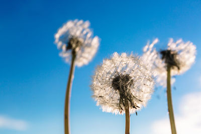 Low angle view of dandelion against blue sky