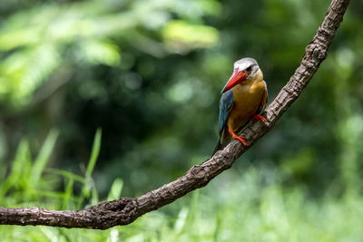 Bird perching on branch in forest