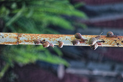 Close-up of snails 