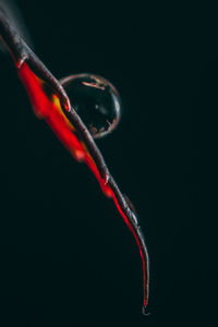 Close-up of water drops on twig against black background