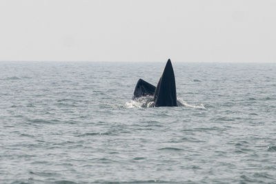 View of an swimming in sea