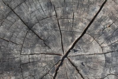 Full frame shot of tree stump