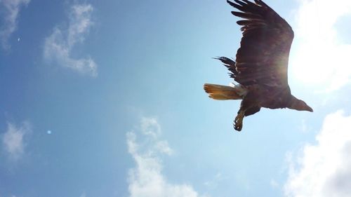 Low angle view of eagle flying against sky