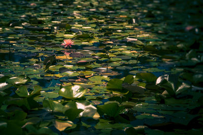 Close-up of lotus water lily in lake