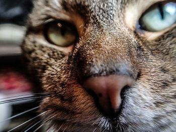 Close-up of cat