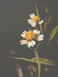 Close-up of yellow flowering plant
