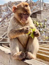 Close-up of monkey sitting on roof