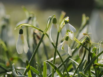 Close-up of white flowering plant