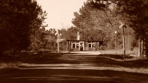 Road along trees