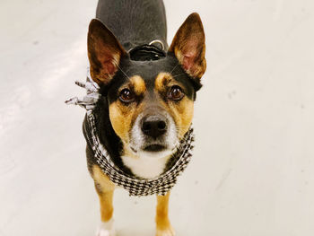 Close-up of dog against white background