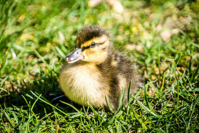 Close-up of duck on grassy field