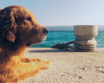 Dog relaxing on beach