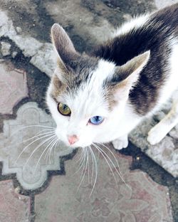 High angle view portrait of kitten