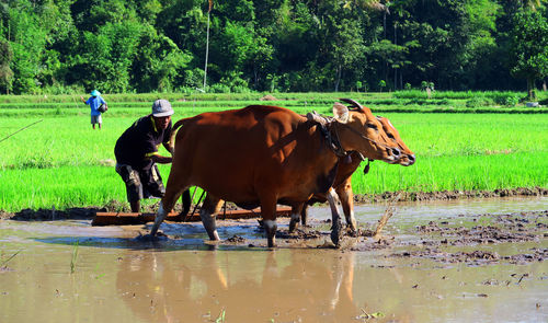 Grass grazing on grassy field