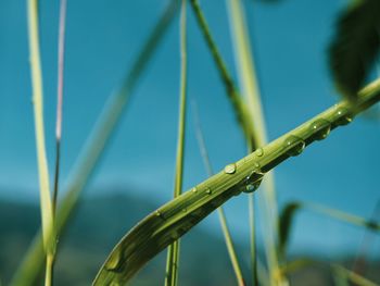 Close-up of dew on grass