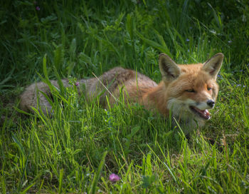 Portrait of cat lying on grass