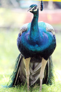 Close-up of peacock perching on wood