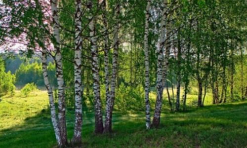 View of trees in forest