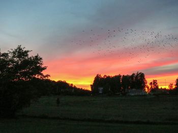 Silhouette of trees at sunset