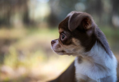 Close-up of dog