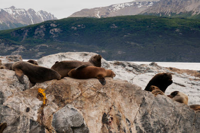 View of sheep on rock