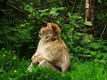 Cat sitting on grass