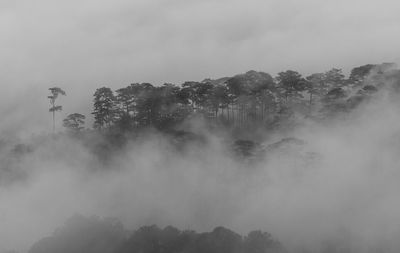 Low angle view of trees against sky