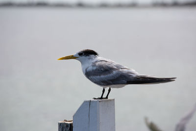 Close-up of seagull perching on wooden post