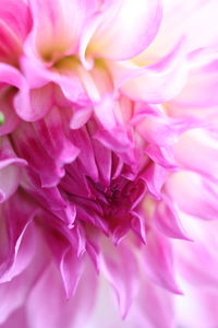 Full frame shot of pink rose flower