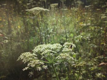 Close-up of white flowers