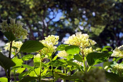 Close-up of flowering plant