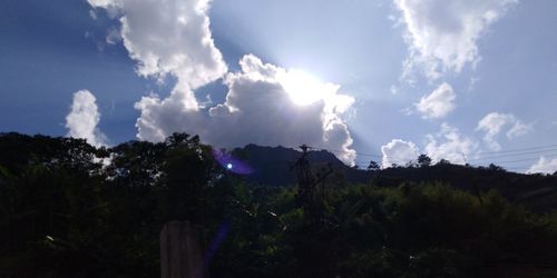Low angle view of trees against sky