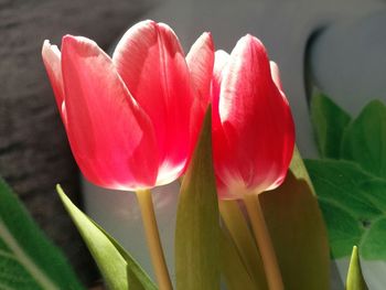 Close-up of pink tulips