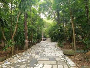 Footpath amidst trees in forest