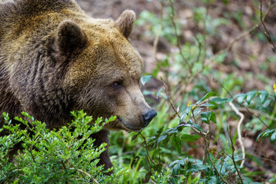 Close-up of bear