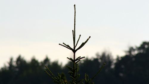 Close-up of plant