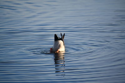 Duck swimming in lake