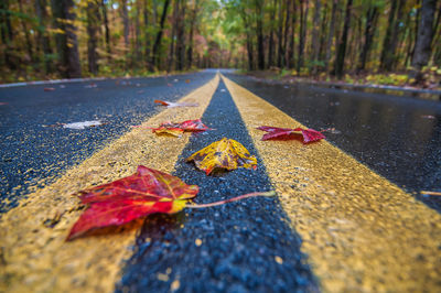 Close-up of autumn leaf on road