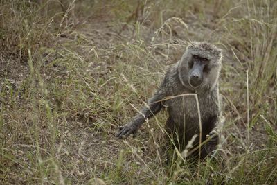 View of an animal on field