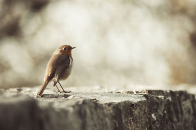 Close-up of bird perching on a wall