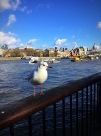 Seagull perching on railing by sea against sky