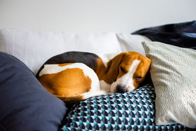 Dog sleeping on sofa